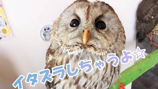 遊ぶの大好きふくろう【Owl who loves to play】#もふもふふくろう達と癒しのひと時を