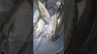 How to clean Ayala fish /mackerel  fish cutting and cleaning in tamil #shorts #trending