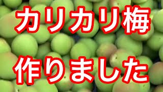 カリカリ梅作り　ブルドッグ　ガーデニング