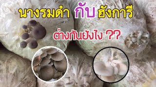 เห็ดนางรมดำกับฮังการี ต่างกันยังไง | อ้อมเมย์ บ้านเห็ด🍄