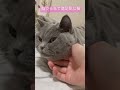 撫でられて満足気な猫 cutecat britishshorthair cat かわいい ブリティッシュショートヘア ねこ 猫 癒し