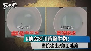 K他命河川衝擊生物！醫院流出？魚胎萎縮