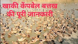 Khaki Cembell Total Information खाकी केंपबेल बत्तख की पूरी जानकारी Khaki Cempbell Duck Farming