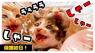 保護猫初日「シャーシャーパッパ！」がとまらい子猫がこちらです【保護猫生活1日目】