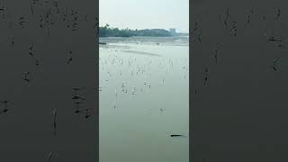 Nice view of cranes in shallow water in the Thoppumpady river