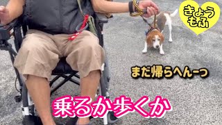 雨の合間の散歩からパパタクシーに乗せられる犬【ビーグルさつきとポメ梵天】