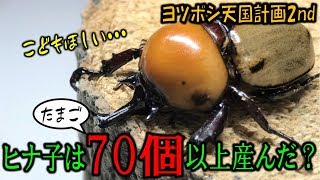 カブトムシ＋クワガタ　ヒナ子は７０個以上の卵を産んだのか？ヨツボシヒナカブトの繁殖（くろねこチャンネル）