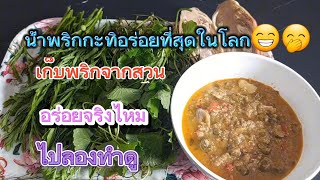 น้ำพริกกะทิปลาทูมะเขือพวง และชมพริกในสวน#ความสุข #เมนูง่ายๆ #กับข้าวบ้านๆ #เก็บพริก