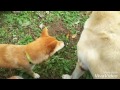 彩加 柴犬 馴致トレーニング