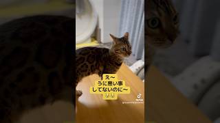 やめられない探検！ #ベンガル #猫のいる暮らし #猫 #cat #bengalcat