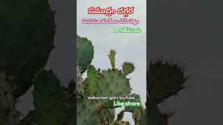 సముద్రం దగ్గర మనుషులకు మేలు చేసే చెట్టు  నాగజేముడు #samudram #dagara #manushulakumelu #Jaise #chittu