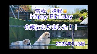 8歳の誕生日　雷我と陽我　グレートピレニーズ　1月3日