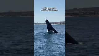 Nothing brings more joy than a humpback whale breaching #humpbackwhale #whalebreach #mexico #whales