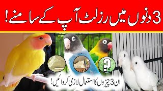 love birds breeding in 3 days || Best Breeding Tips || Love birds breeding at Home