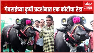 Georai Beed Agricultural Exhibition: कृषी प्रदर्शनात एक कोटीचा रेडा, गेवराईचा 'गजेंद्र' चर्चेत