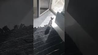 Funny bold cat hunting bird / Главное за птичками погоняться #сфинкс #sphinx #cat