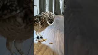 Burrowing owl running tippy taps🦉 #owl #cuteowl #owls #shorts