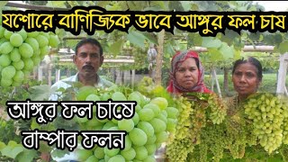 আঙ্গুর ফলের চাষ এখন যশোরে || বাণিজ্যিক আকারে বাংলাদেশে মিষ্টি আঙ্গুর চাষ করা সম্ভাবনা শতভাগ