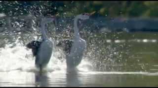 Dancing (Love) Ducks/ Grebes - Most Beautiful Dance by Birds