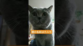 僕はブリティッシュショートヘアのカルモ#shorts #猫のいる暮らし #保護猫 #猫好きさんと繋がりたい #cat #cute