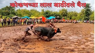 कुडवली राज्यस्तरीय चिखल नांगरणी स्पर्धा २०२३ संपूर्ण गावठी बैल जोद्यांचा थरार🔥💪💥