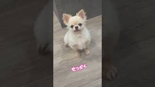 ぺろちゃんねる#チワワ #かわいい犬 #かわいい #chihuahua #犬のいる暮らし #人生トントントン