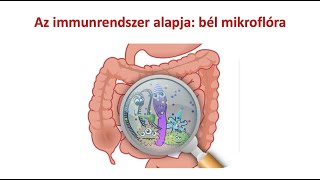 Immunrendszerünk alapja: bél mikroflóra