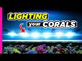 Fine Tuning Your Reef Tank Lights