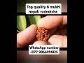 top quality nepali 6 mukhi rudraksha #youtubeshorts #shorts #rudraksha #nepalirudraksha