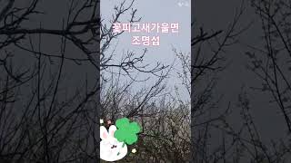 #조명섭꽃피고새가울면                                    매실꽃이화창하게피었네요