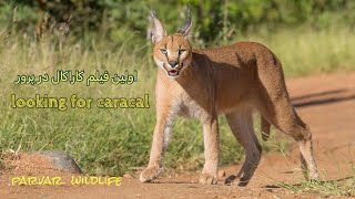 اولین فیلم ثبت شده سیاه گوش در منطقه پرور / حیات وحش ایران /looking for caracal