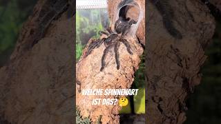 Wo ist mein Futter? #spinne #tarantulas #tierliebe