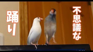 文鳥のふしぎな踊り（♂×♂）　 Java sparrow　Courtship dance