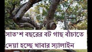 সাতশ বছরের বট গাছকে বাঁচাতে দেয়া হচ্ছে স্যালাইন।  oldest banyan tree of the world