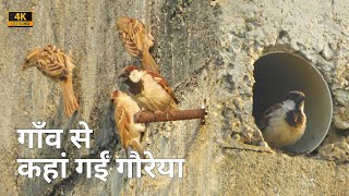 Our House Sparrows in Cities | How to Save Sparrows | गौरैया को खत्म होने से हम कैसे बचाएं 🐦