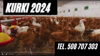 Młode kury nioski 2024