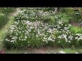 rain lily zephyranthes graden tour garden hobby gardening ideas for home