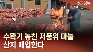 [R]수확기 놓친 저품위 마늘 산지 매입한다 / 안동MBC