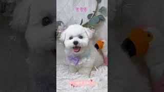 哈柔寵物犬舍-🌸可愛聰明比熊犬寶寶🌸