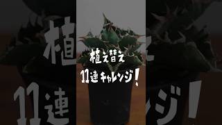 観葉植物植え替え11連チャレンジ！#shorts #観葉植物