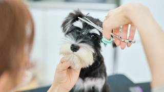 Miniature Schnauzer Puppy’s First Grooming Transformation!