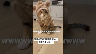 犬用の服を着た猫の反応が可愛すぎた…#shorts