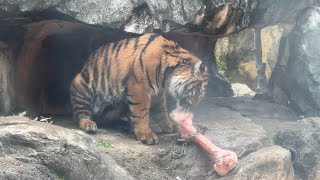 【子トラ】骨をがぶりアサちゃん【‎2024年‎4月13日】【上野動物園】スマトラトラ