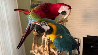 Macaw with eye pinning