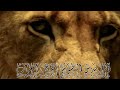 سمعهم 🦁🦁🦁لا سيادة في وجود القيادة 🦁العرندس البطوشي @al arandas_al btushi