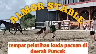 Kuda jumping dengan perawakan indah diPuncak || Almor stable and restourant Cibeureum Cisarua Bogor