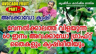 വേനൽക്കാലത്ത് വിളയുന്ന  60 ഇനം അവക്കാഡോ ഗ്രാഫ്റ്റ് തൈകളും  കൃഷിരീതിയും | AVOCADO FRUIT