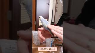 セキセイインコが我が家にやってきた！