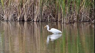 【野鳥】ダイサギ　魚食う。Great Egret【birdwatching】