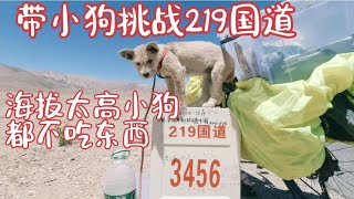 流浪狗和我一起挑战新藏线219国道，海拔太高小狗都不吃不喝怎么办【环华骑行】